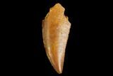 Serrated, Raptor Tooth - Real Dinosaur Tooth #124279-1